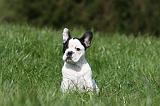 BOULEDOGUE FRANCAIS 1073